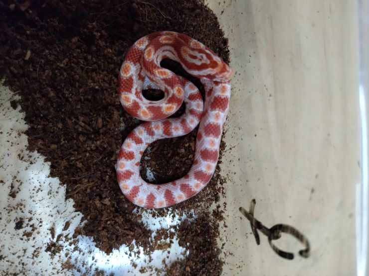 Cobra do milho pantherophis guttatus Amel