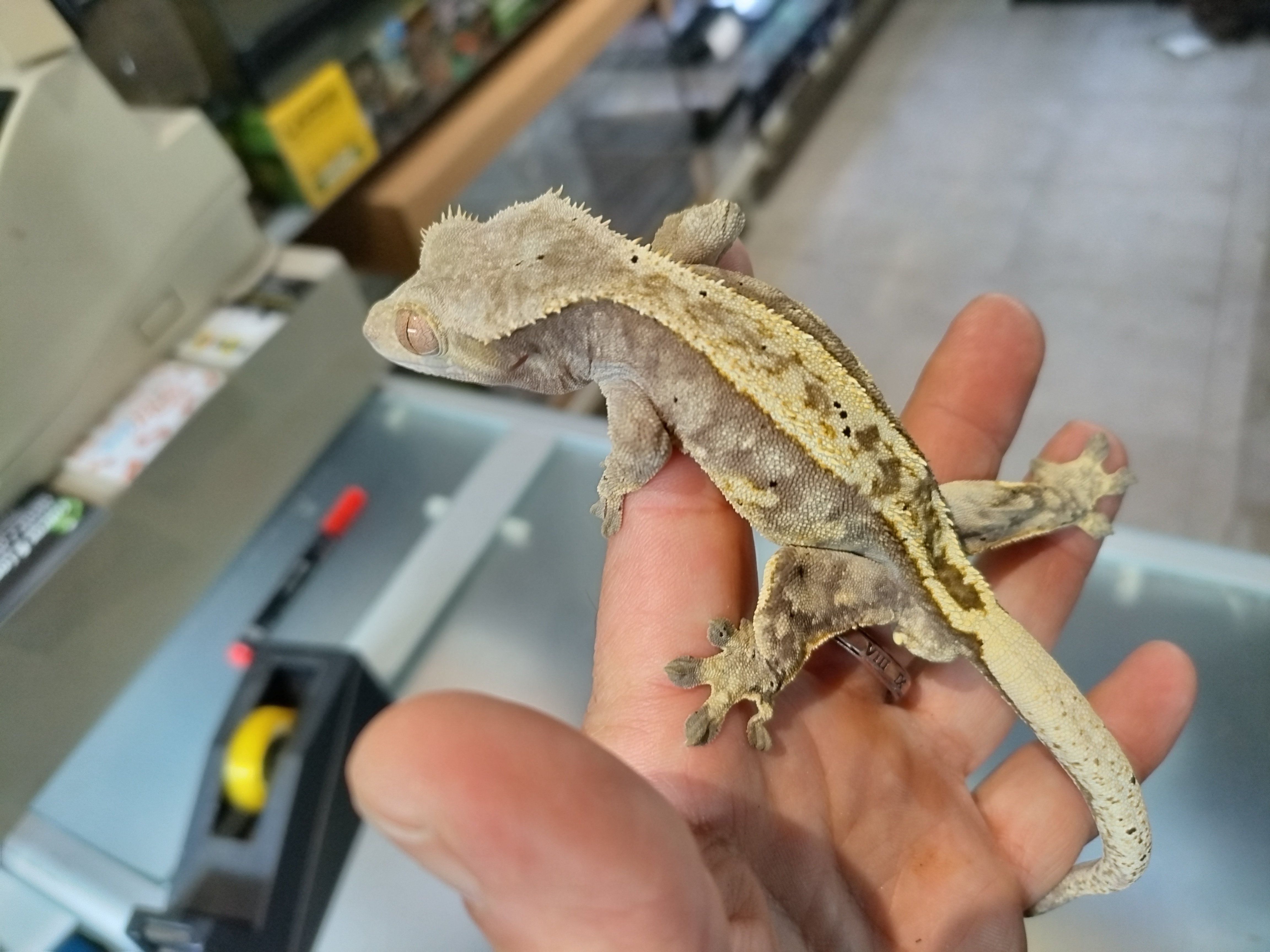 Crested gecko
