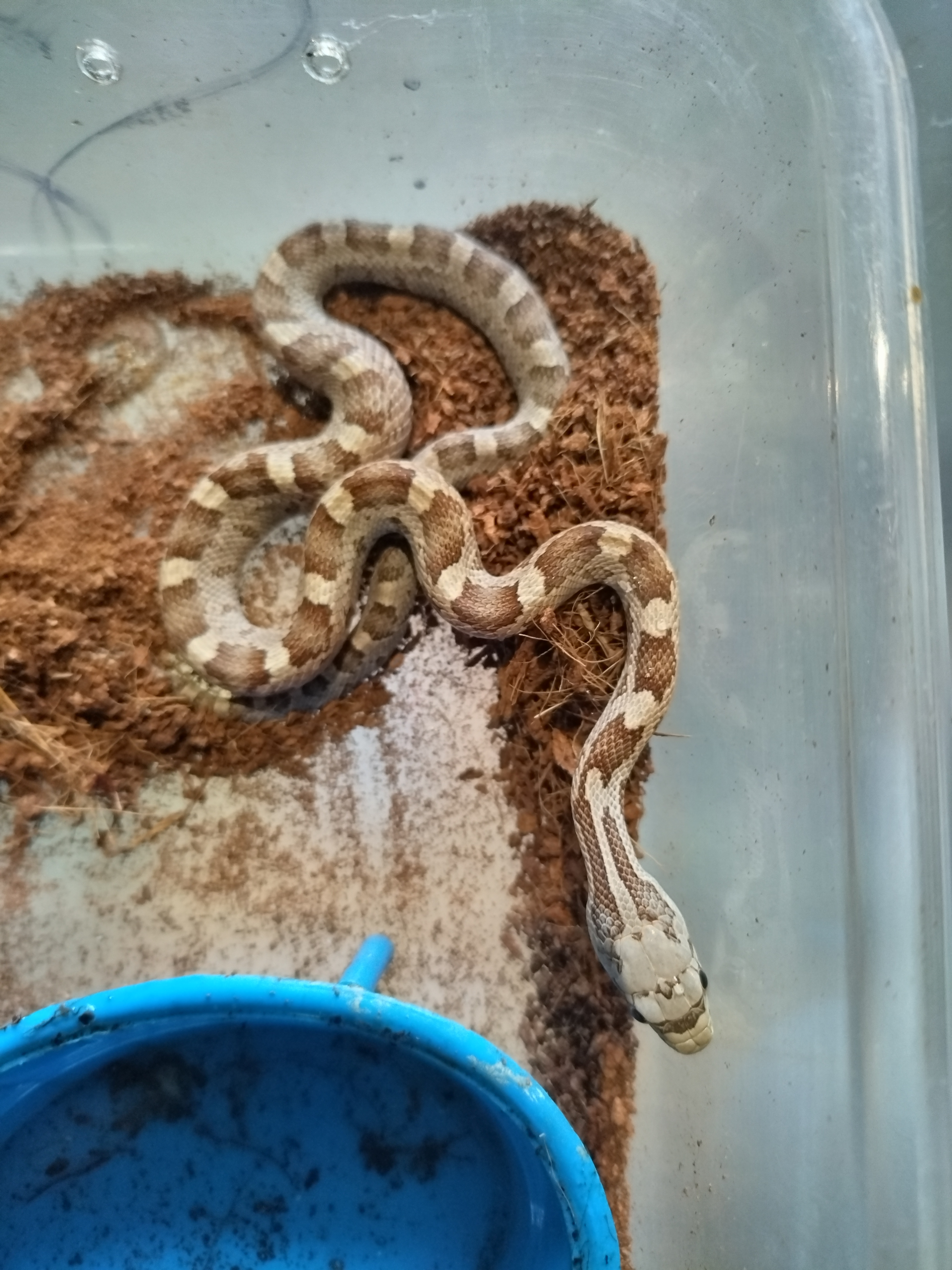 Cobra obsoleta panterophis obsoletus