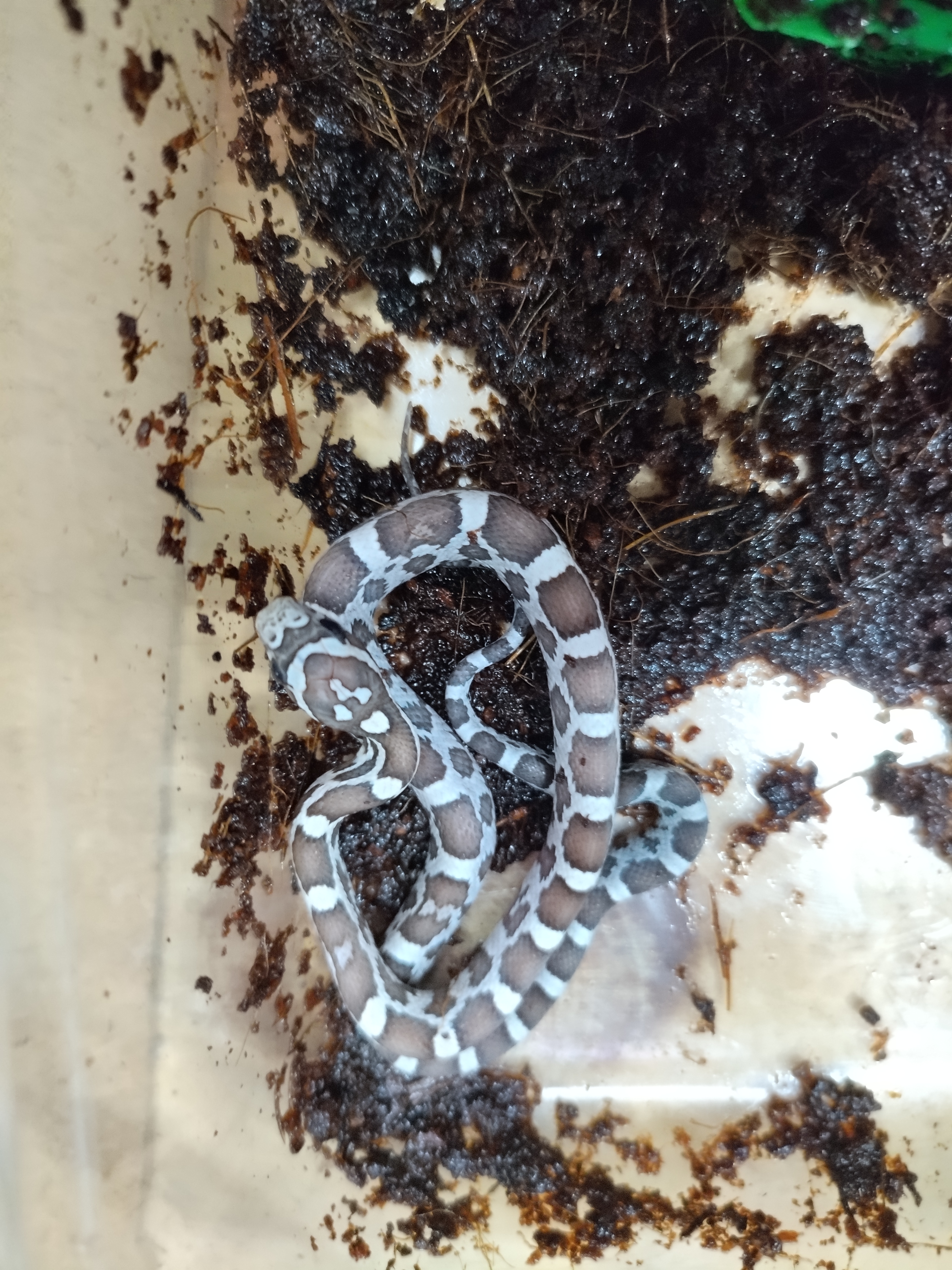 Cobra do milho pantherophis guttatus ghost pastel 