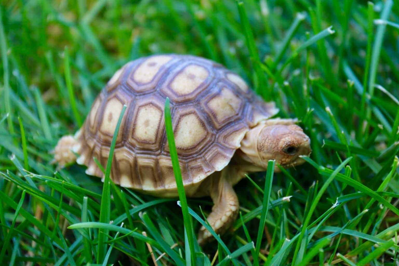 Tartaruga terrestre-Geochelone Sulcata-.