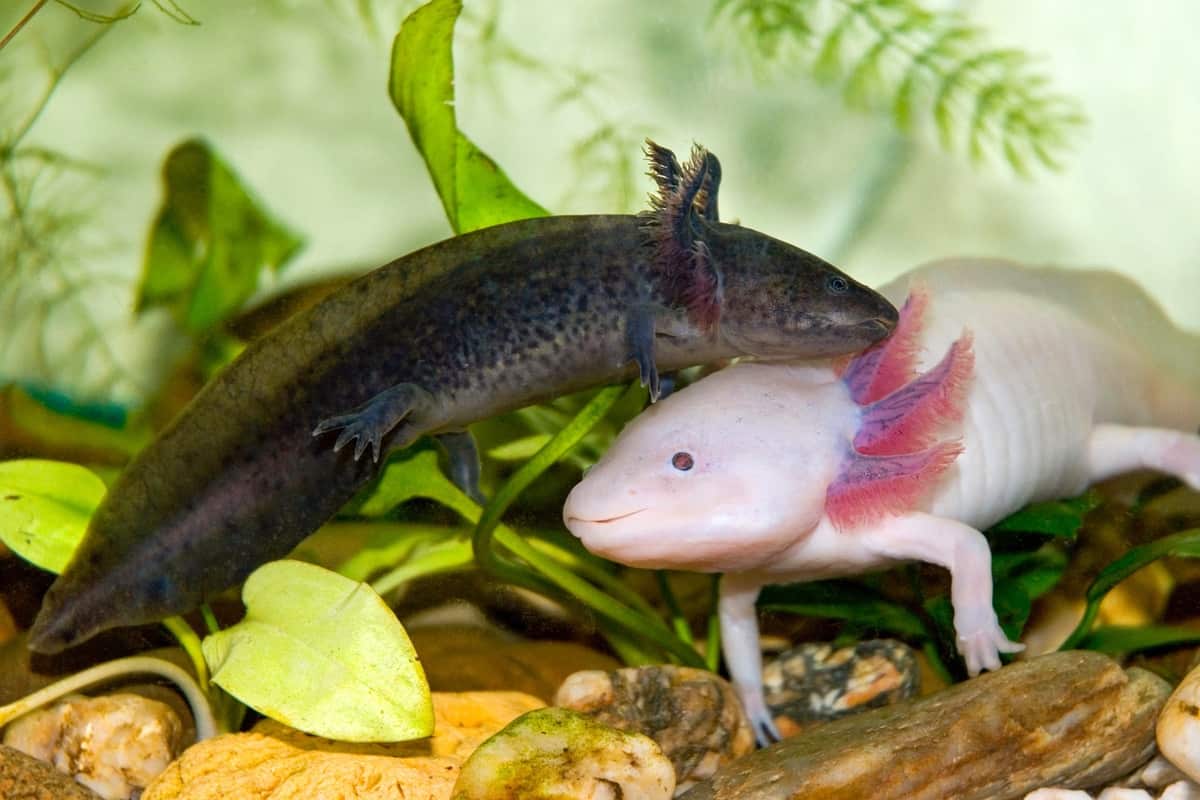 Axolote ambystoma Mexicanum