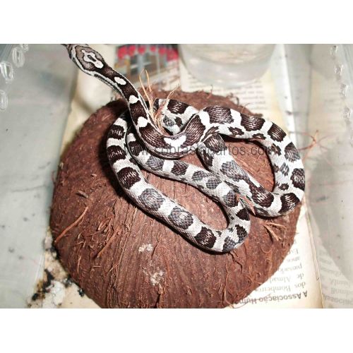 Cobra do milho pantherophis guttatus charcoal