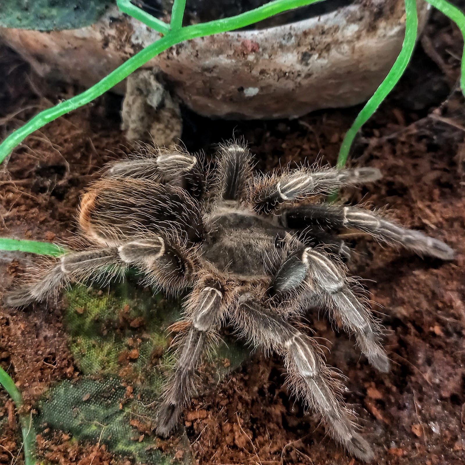 Tarantula Brachypelma Albopilosum