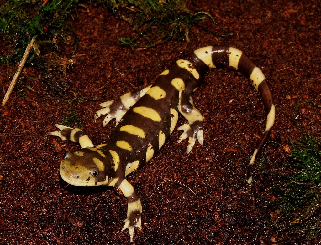 Salamandra ambystoma tigrinum