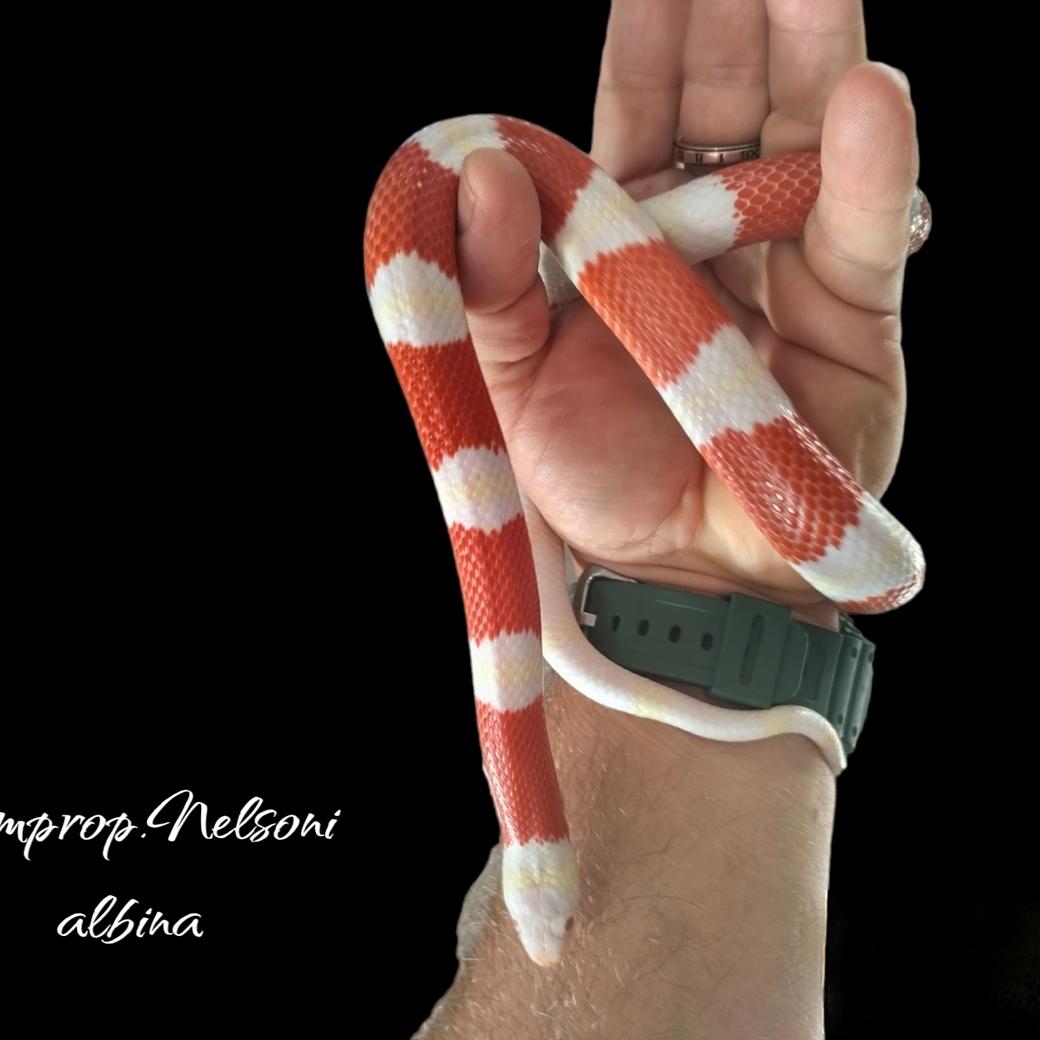 cobra Lampropeltis nelsoni albina 2022