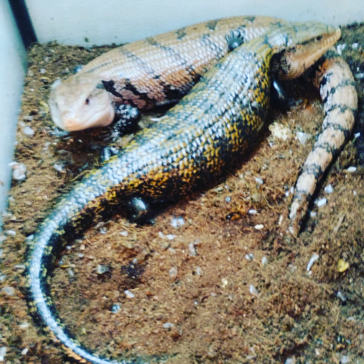 Tiliqua gigas-Lagarto lingua azul