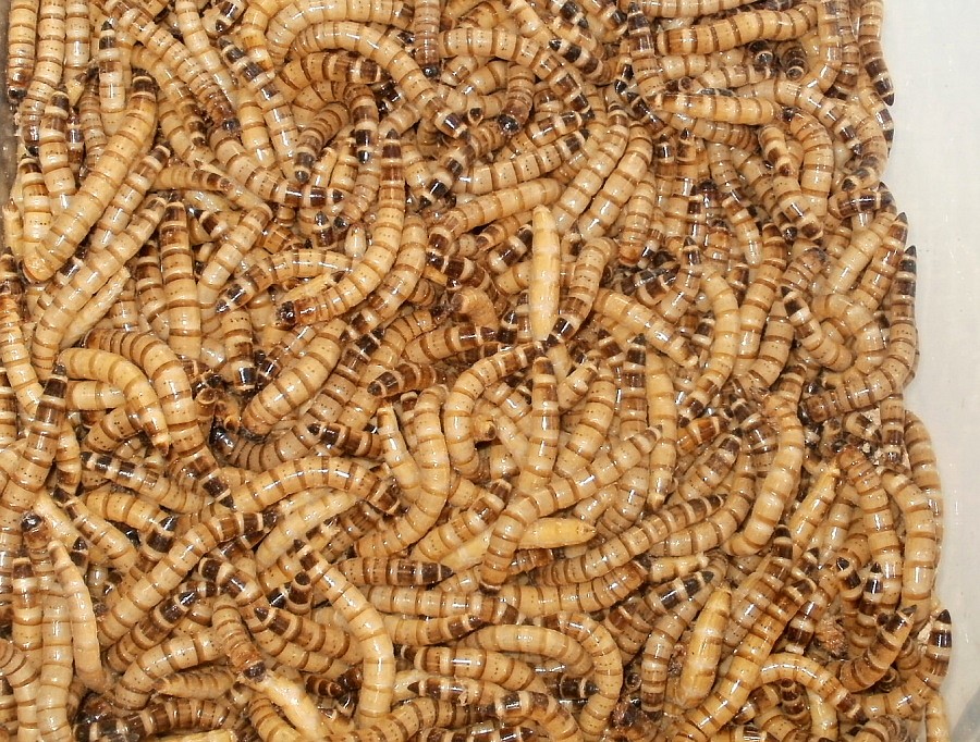 Alimento vivo Zophoba para repteis.
