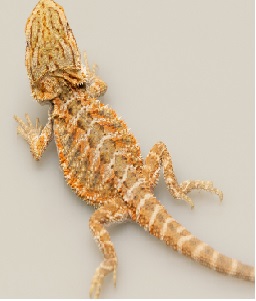 Folha de cuidados Pogona-Dragão Barbudo.