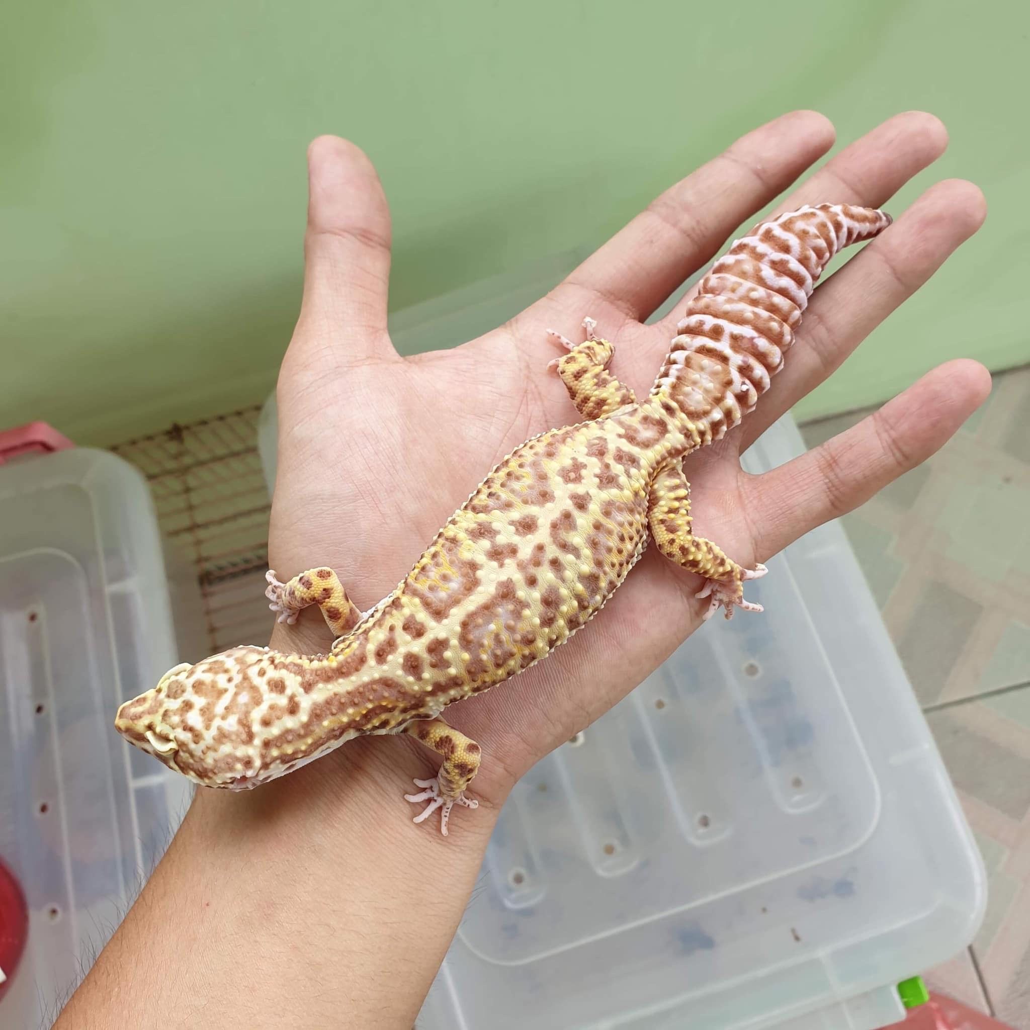 Folha de cuidado do gecko leopardo -Eublepharis macularis