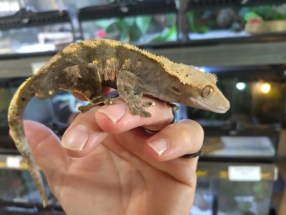 Folha cuidados Crested Gecko