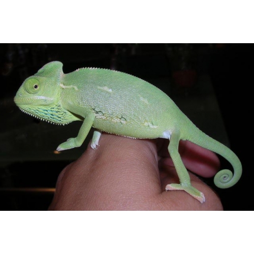 Folha de cuidados do Camaleão calyptratus-Camaleão do Iémen.
