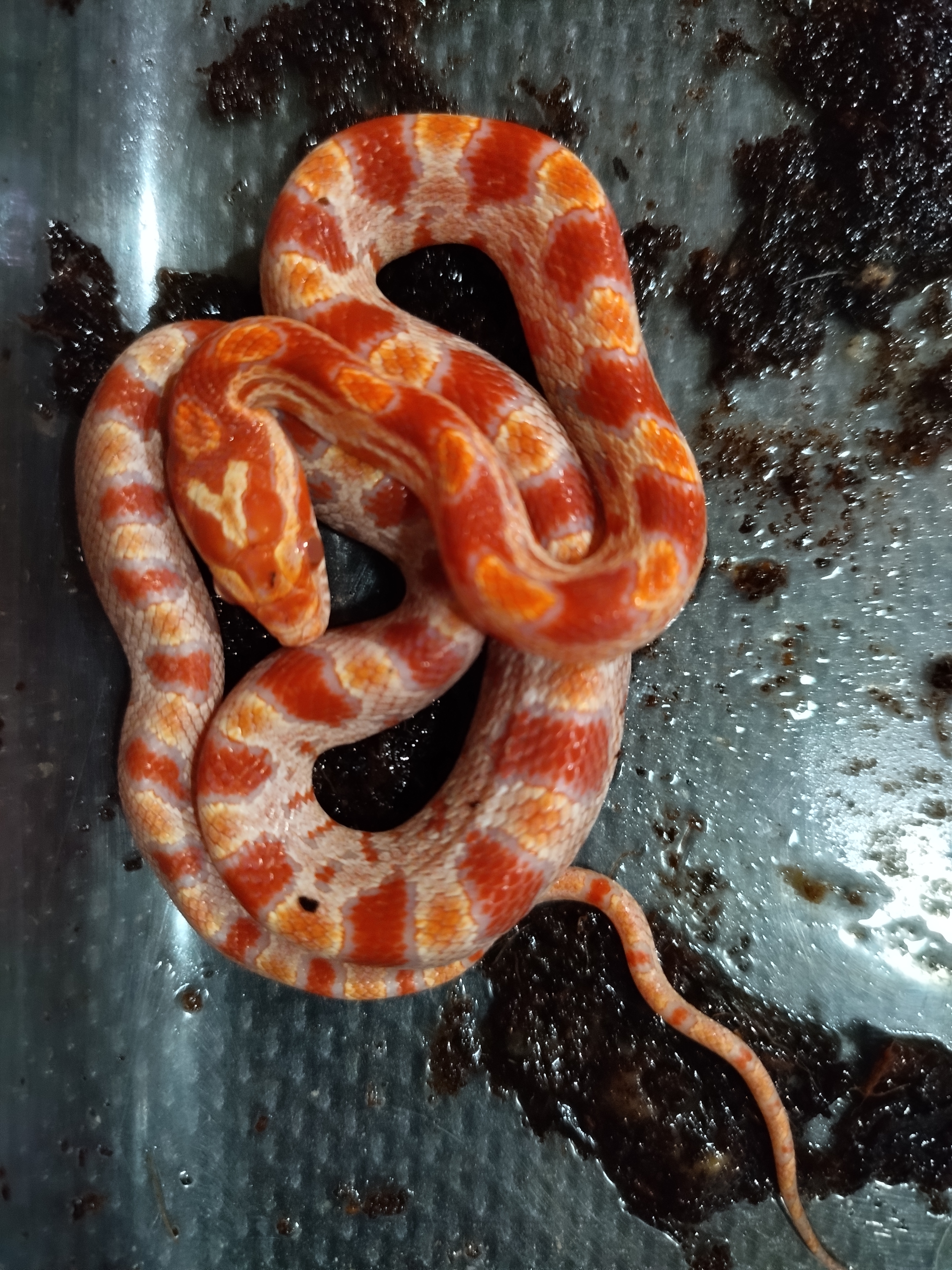 Cobra do milho reverse intense pantherophis guttatus