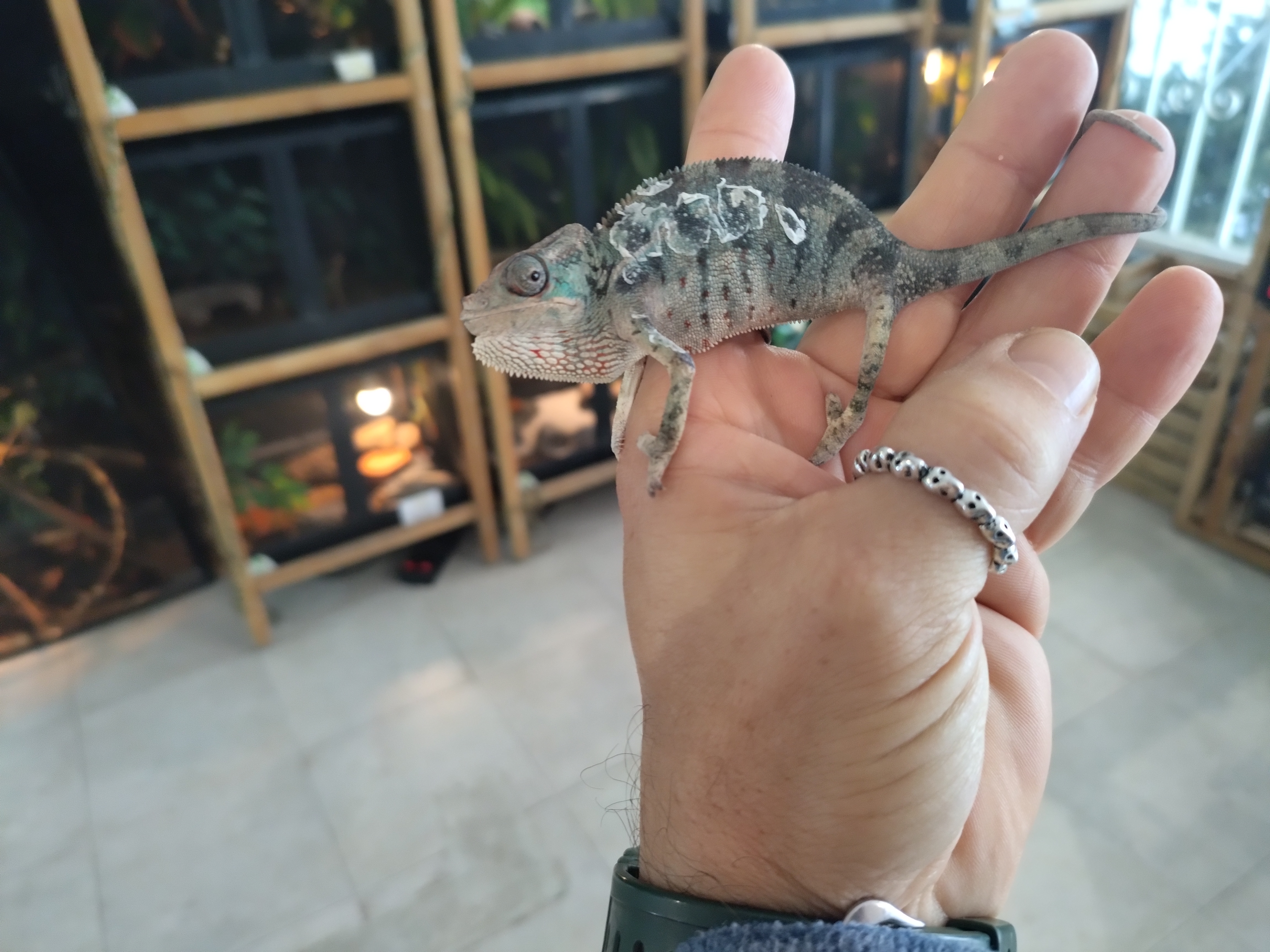 Camaleão Pantera (Furcifer Pardalis)           