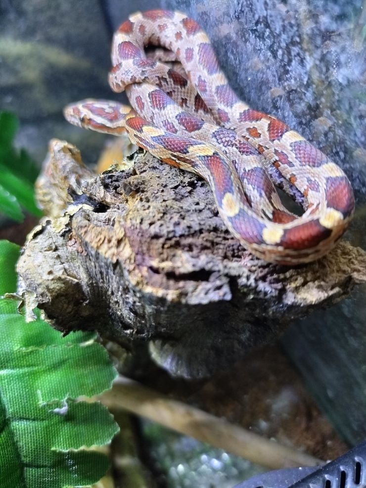 Cobra do milho nominal het pantherophis guttatus