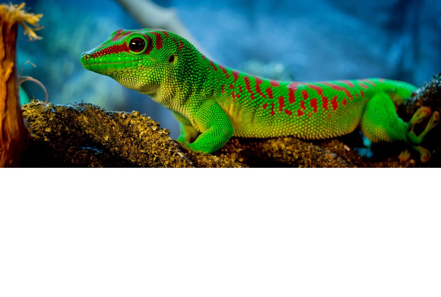 Folha de cuidados Phelsuma Madagascarensis