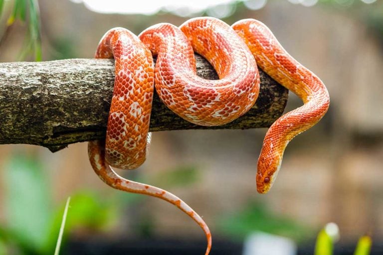 Folha de cuidados da cobra do milho-pantherophis Guttatus