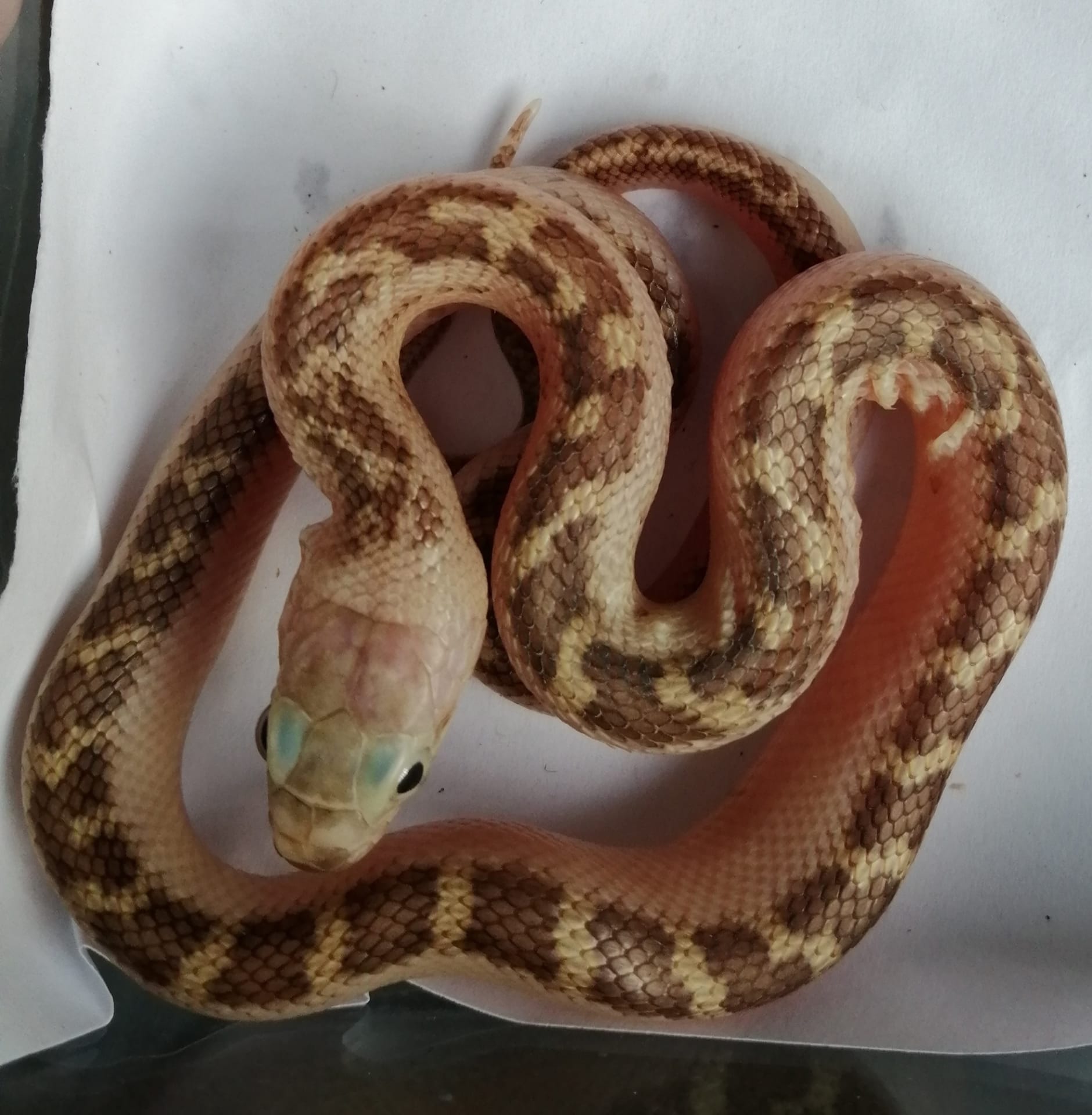 Folha de cuidados Cobra obsoleta - Pantherophis obsoletus ( Elaphe obsoleta )