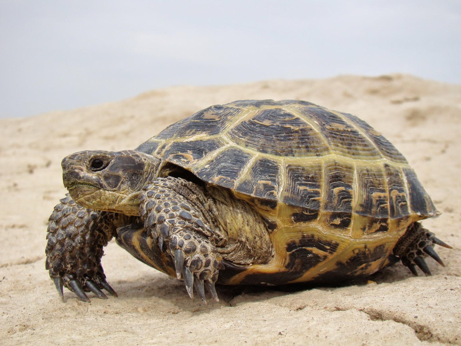Folha de cuidados da tartaruga russa -Testudo [ Agrionemys ] horsfieldii . 