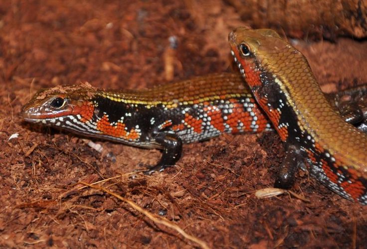 Folha de cuidados Lepidothyris Fernandi-Lagarto de fogo.