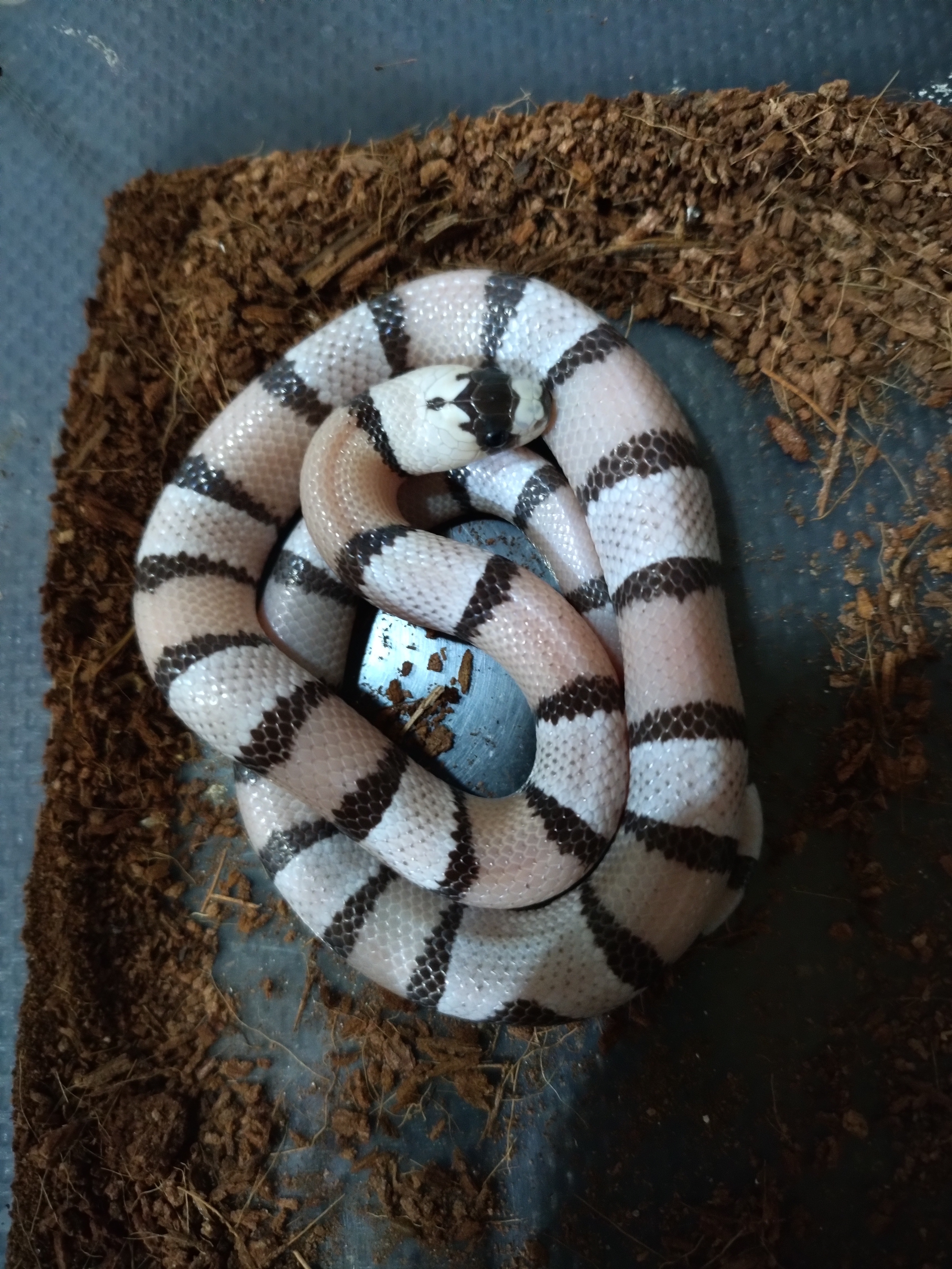 Cobra Lampropeltis  hondurensis ghost pastel