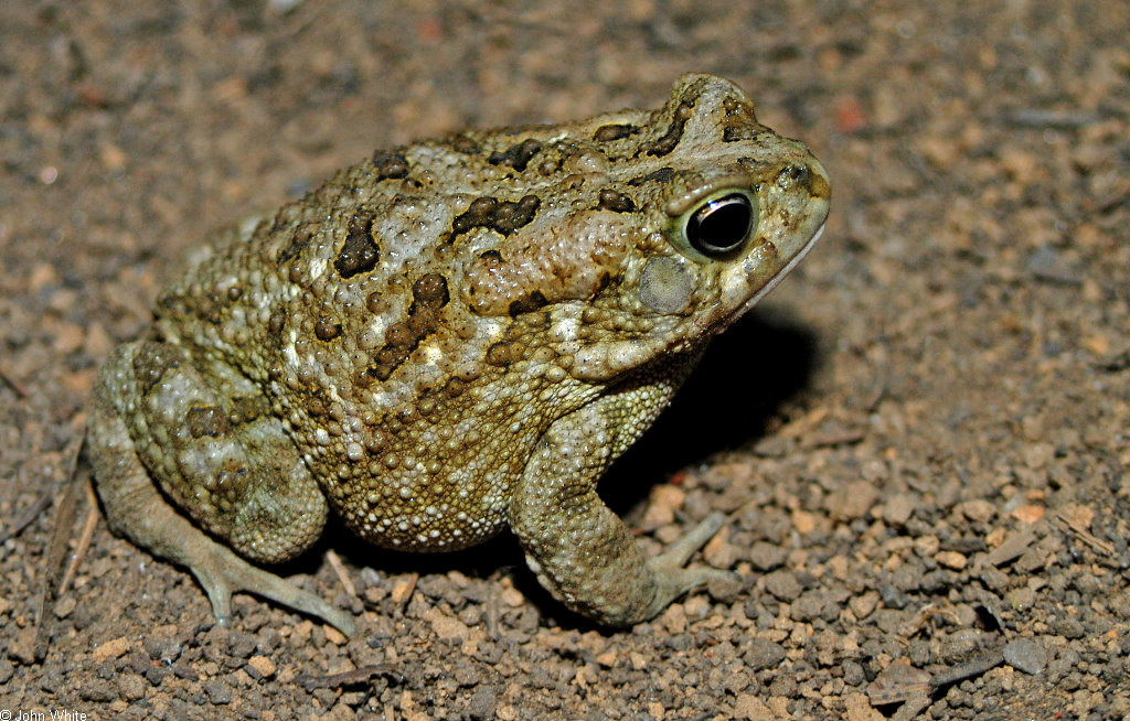 Sapo bufo regularis, bufo terrestre