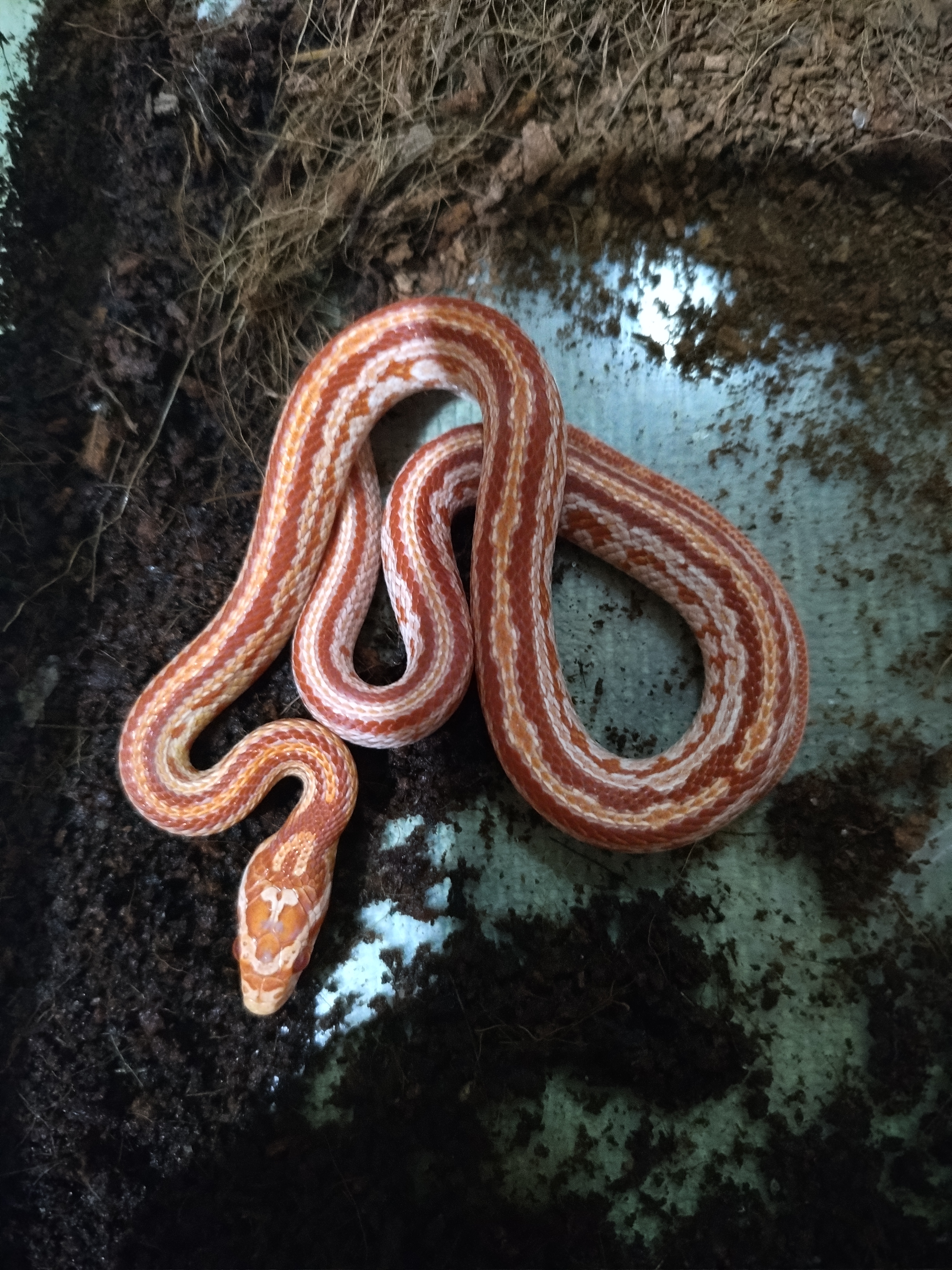 Cobra do milho tessera diversas