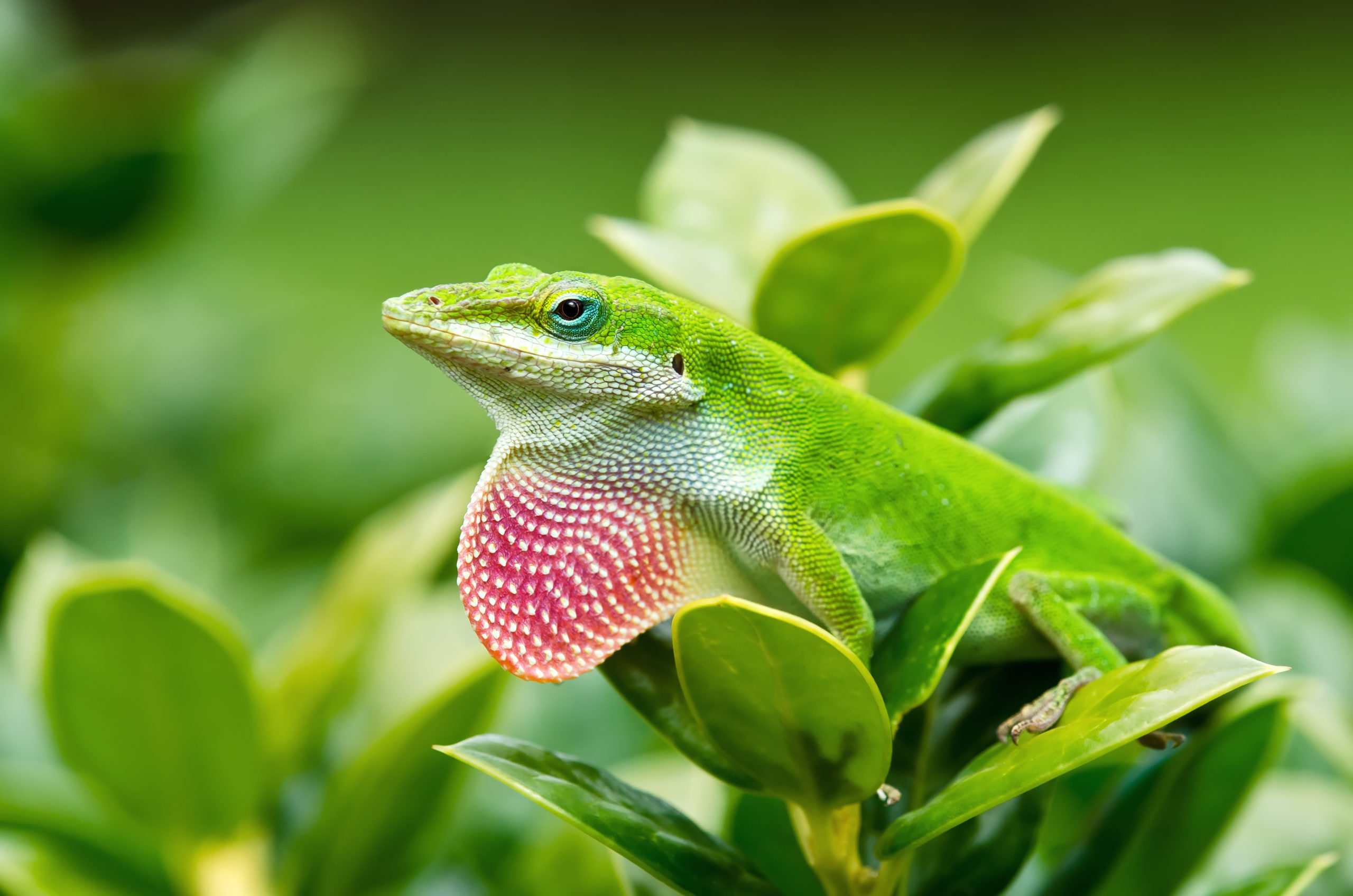 Folha de cuidados do Anolis verde.