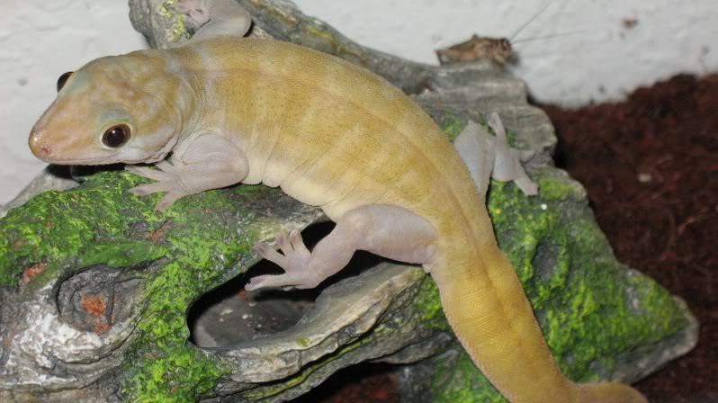 Folha de cuidados gecko dourado