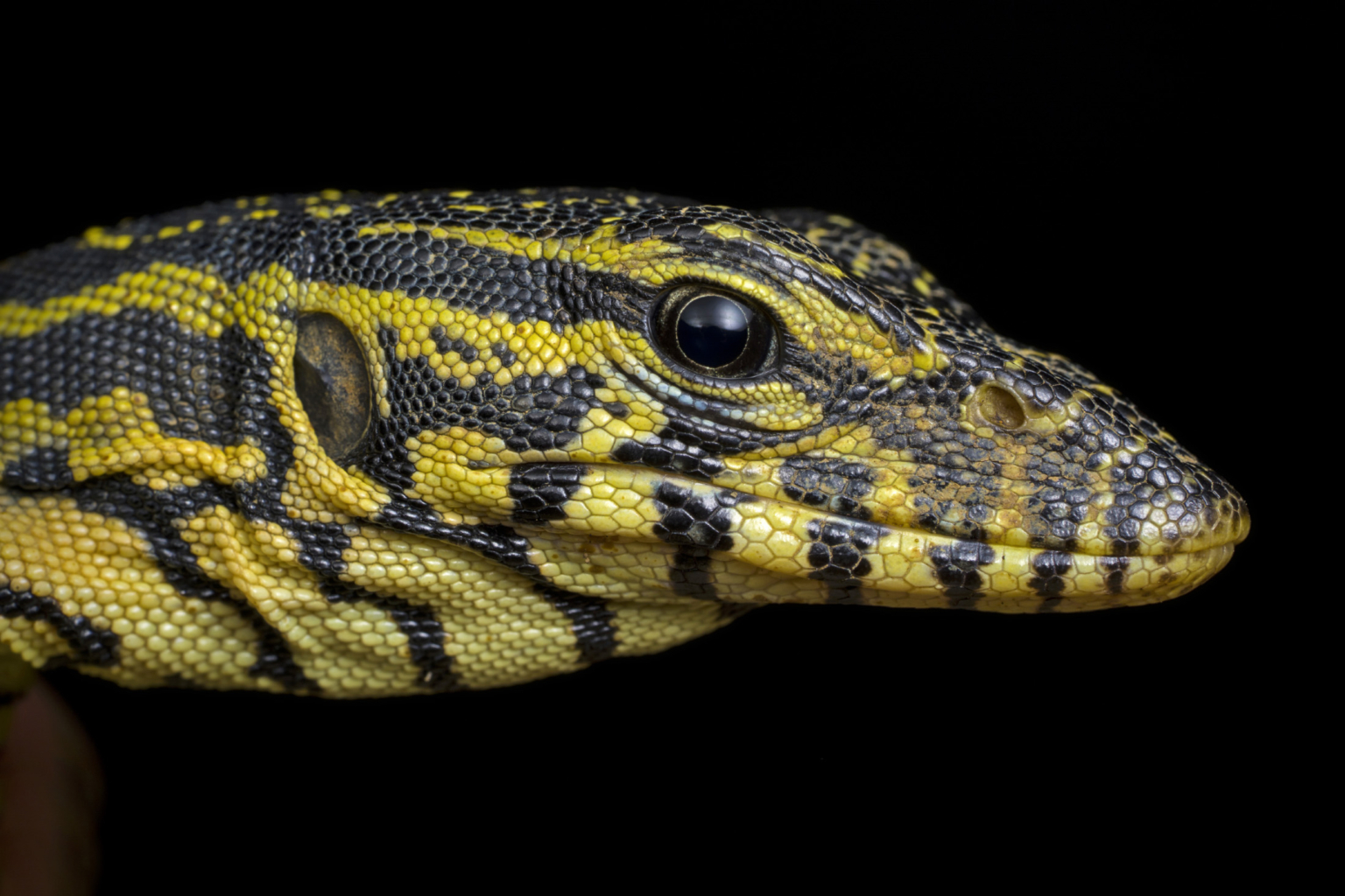 Folha de cuidados do Varanus Ornatus