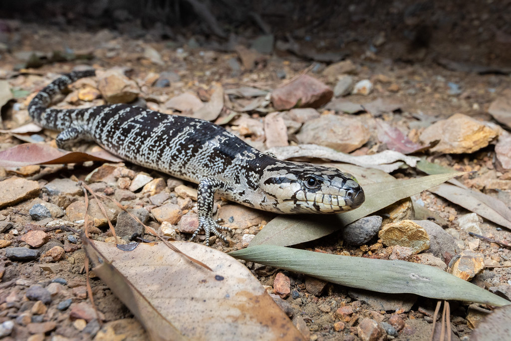 Folha de cuidados do (Cyclodomorphus gerrardii)  lagarto lingua rosa