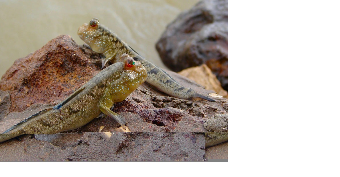 saltador do lodo -Perioftalmo barbarus- Mudskippers