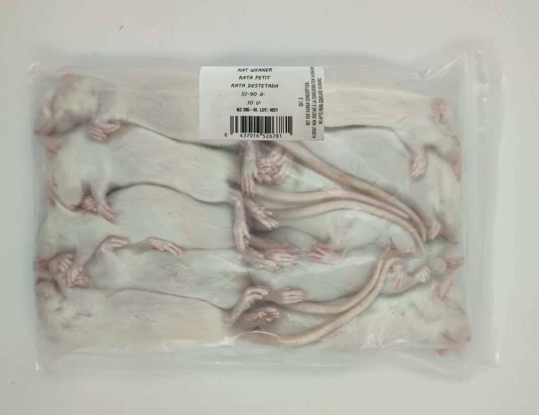 alimento congelado ratazanas medias