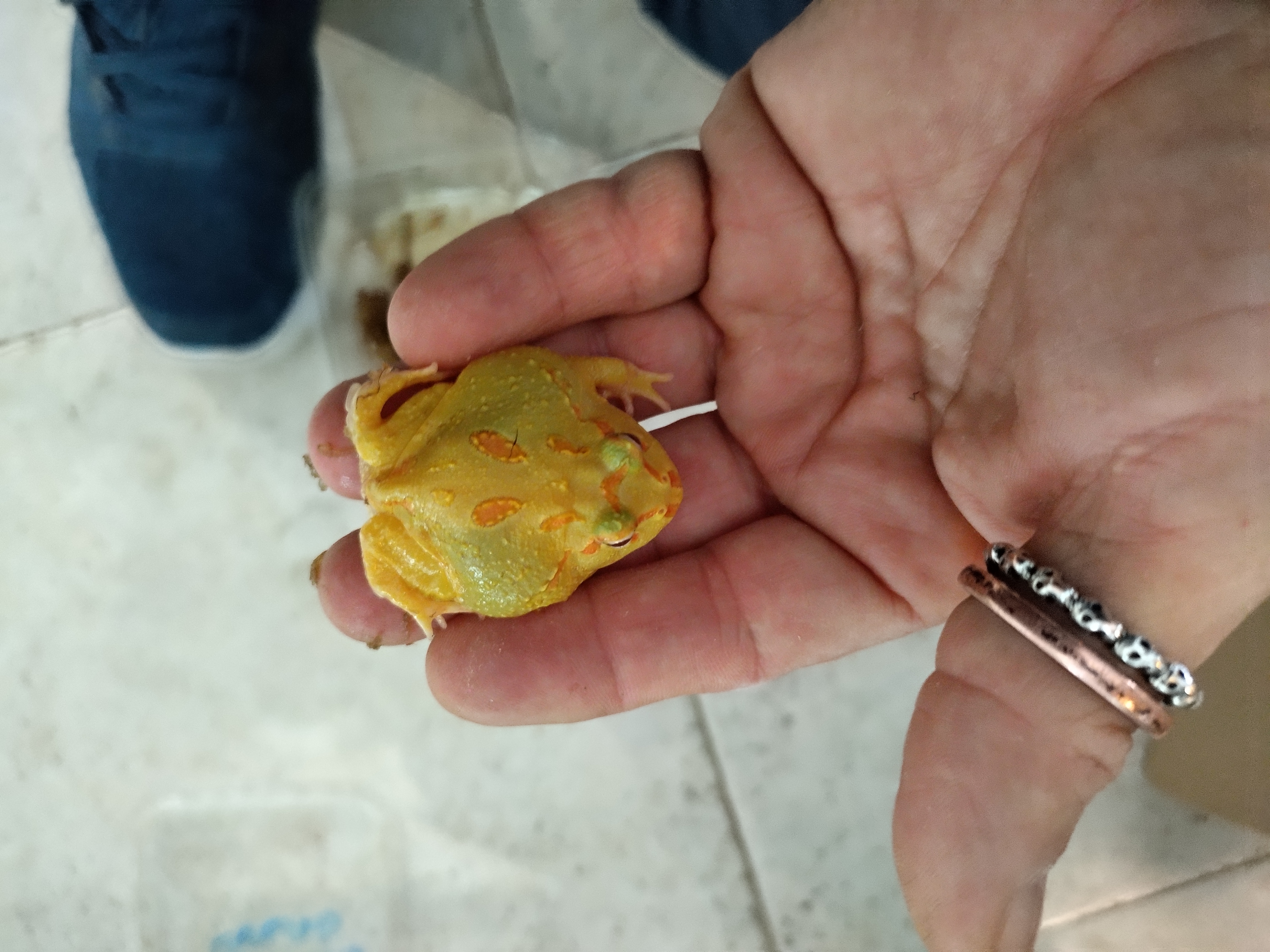 Sapo pacman albino