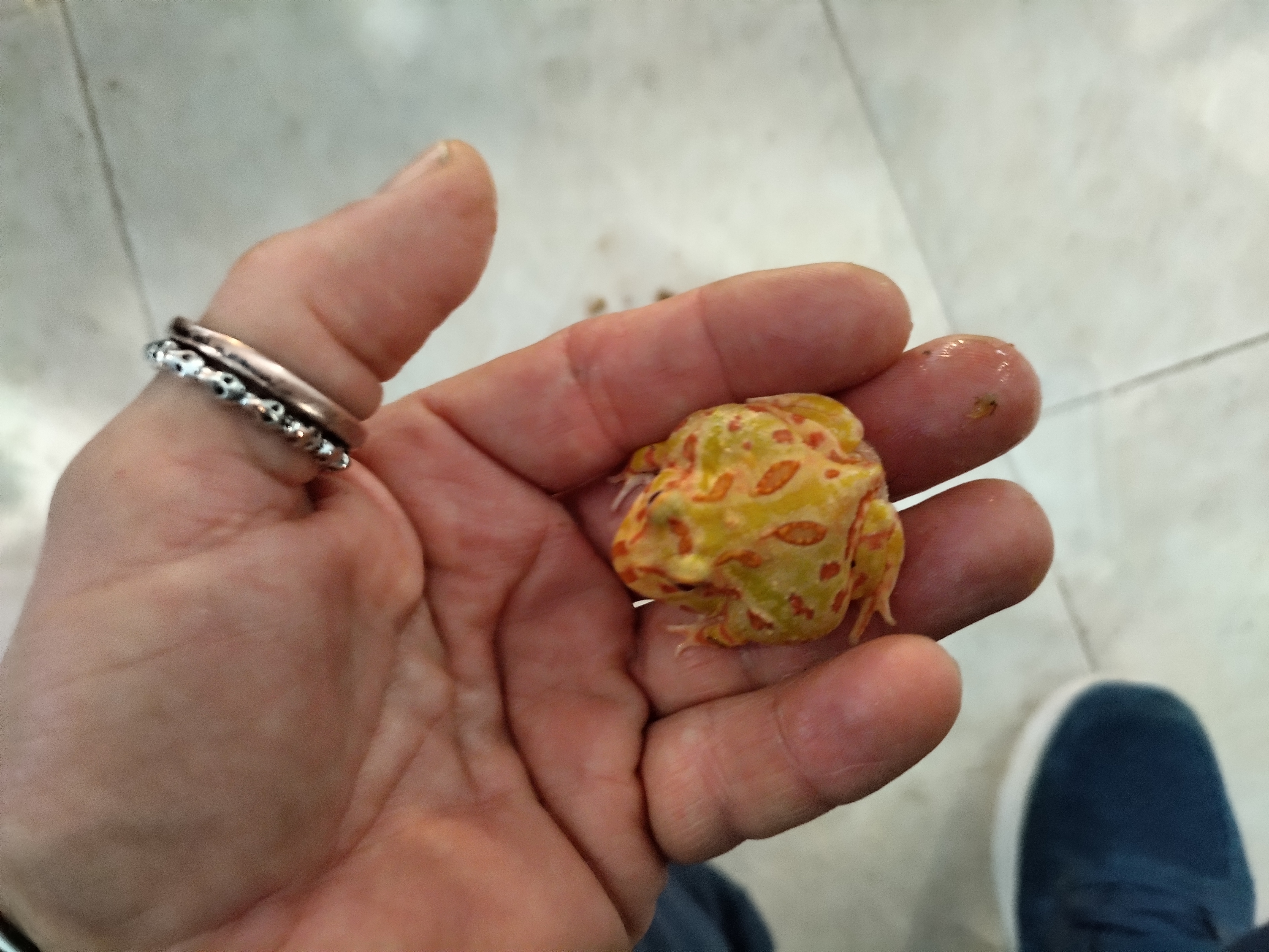 Sapo pacman apricot