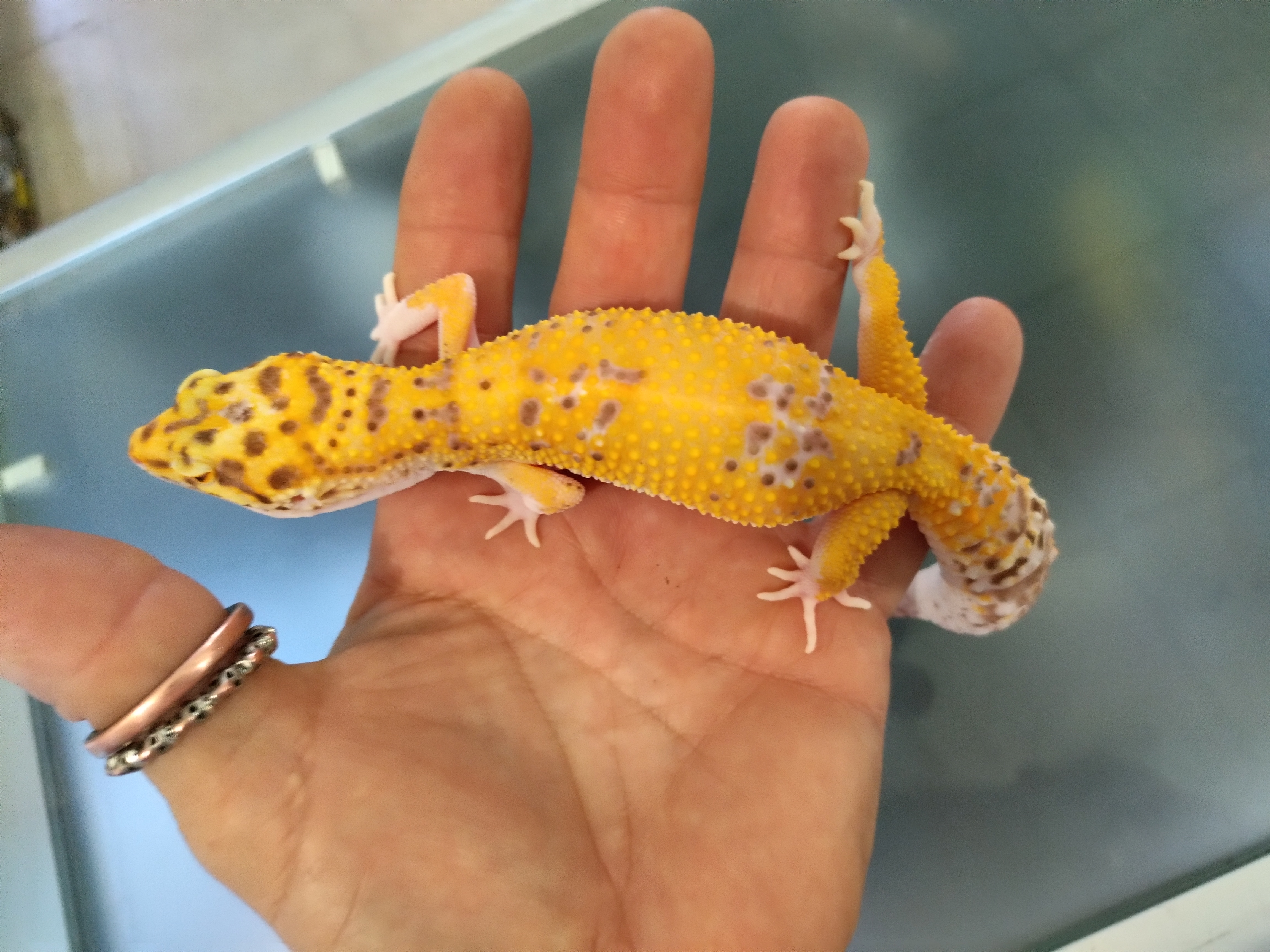 Gecko leopardo