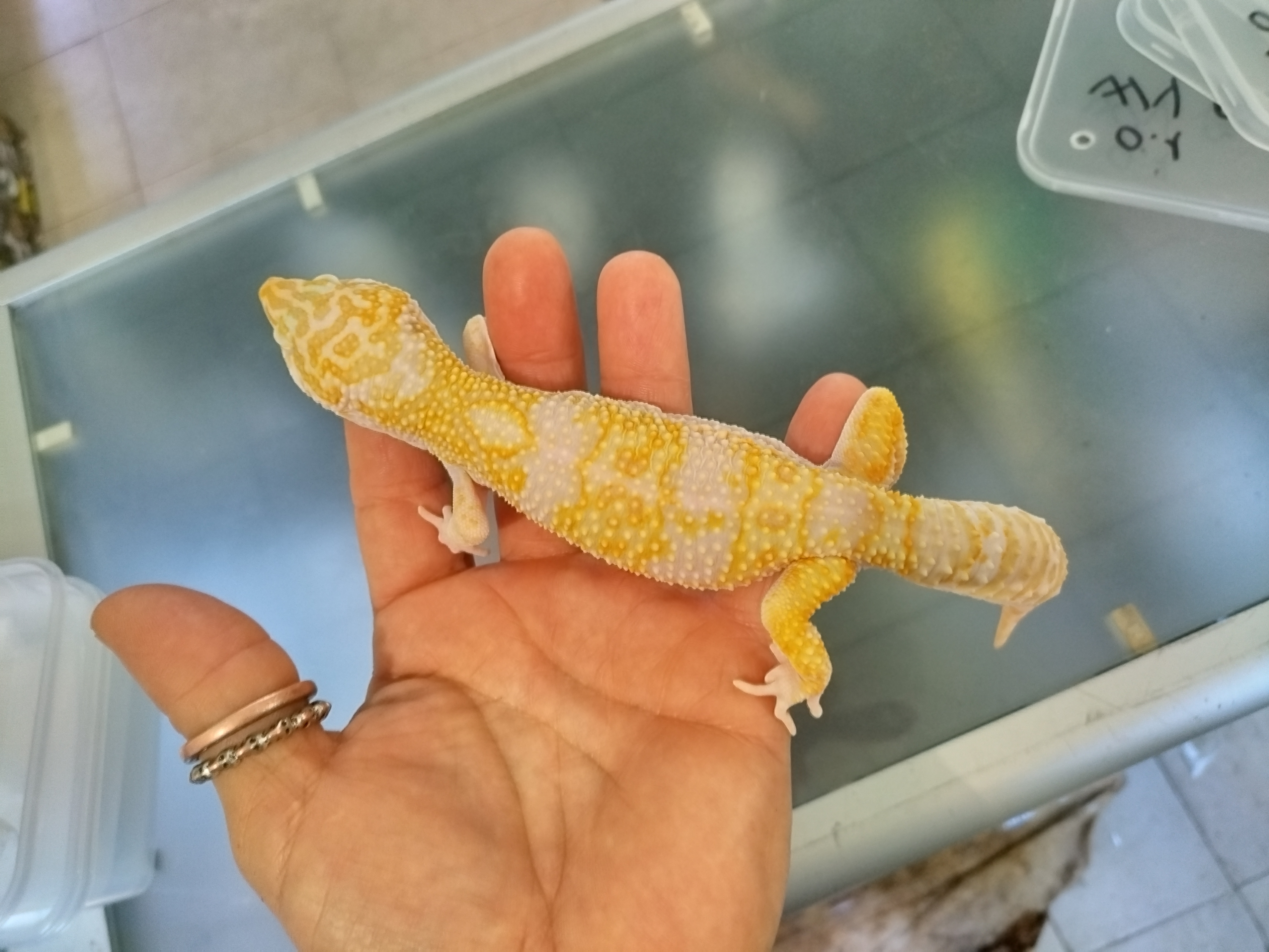 Gecko leopardo FIRE TEMPER Fêmea 