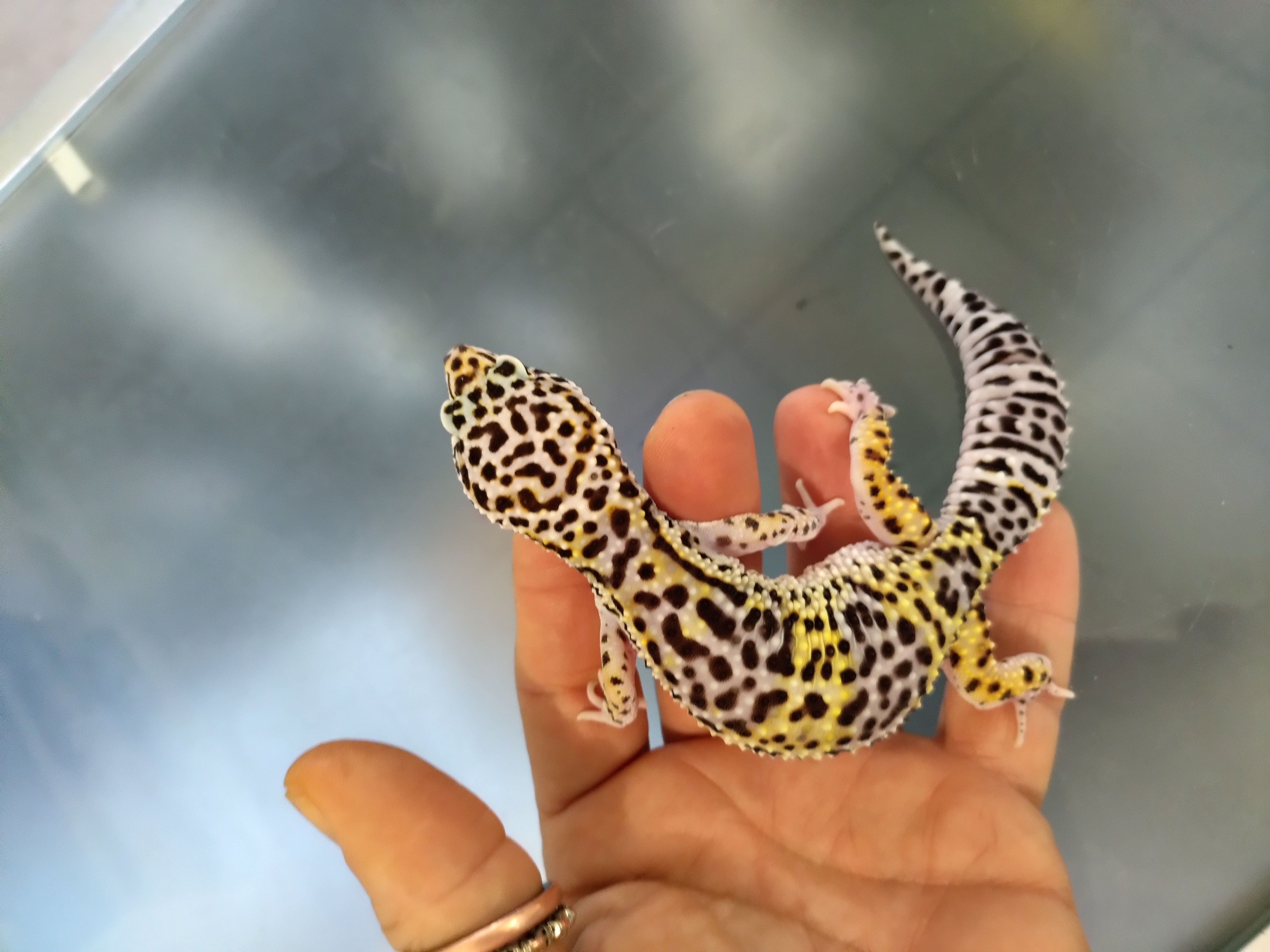 gecko leopardo bell Macho