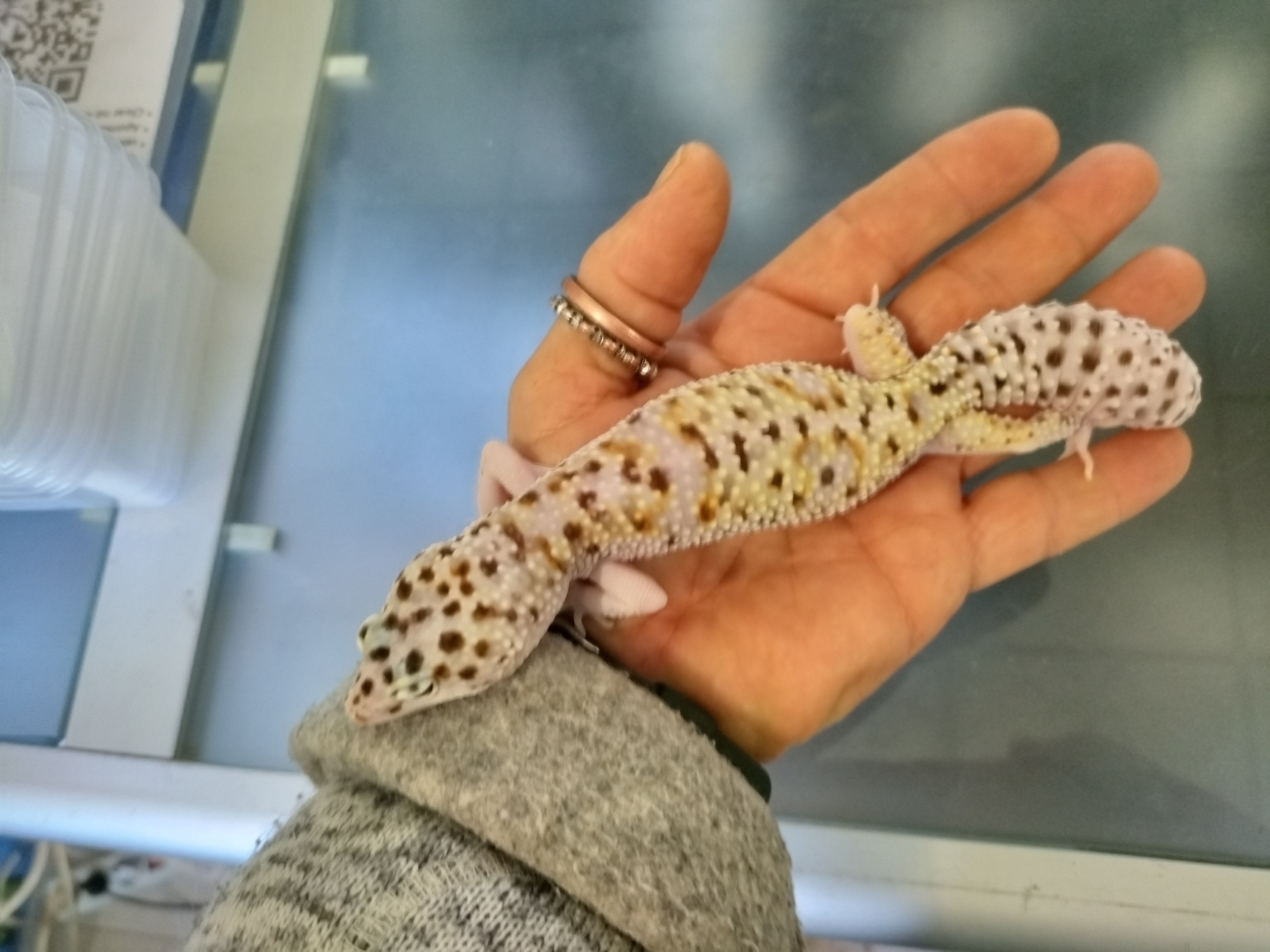 gecko leopardo intense orange
