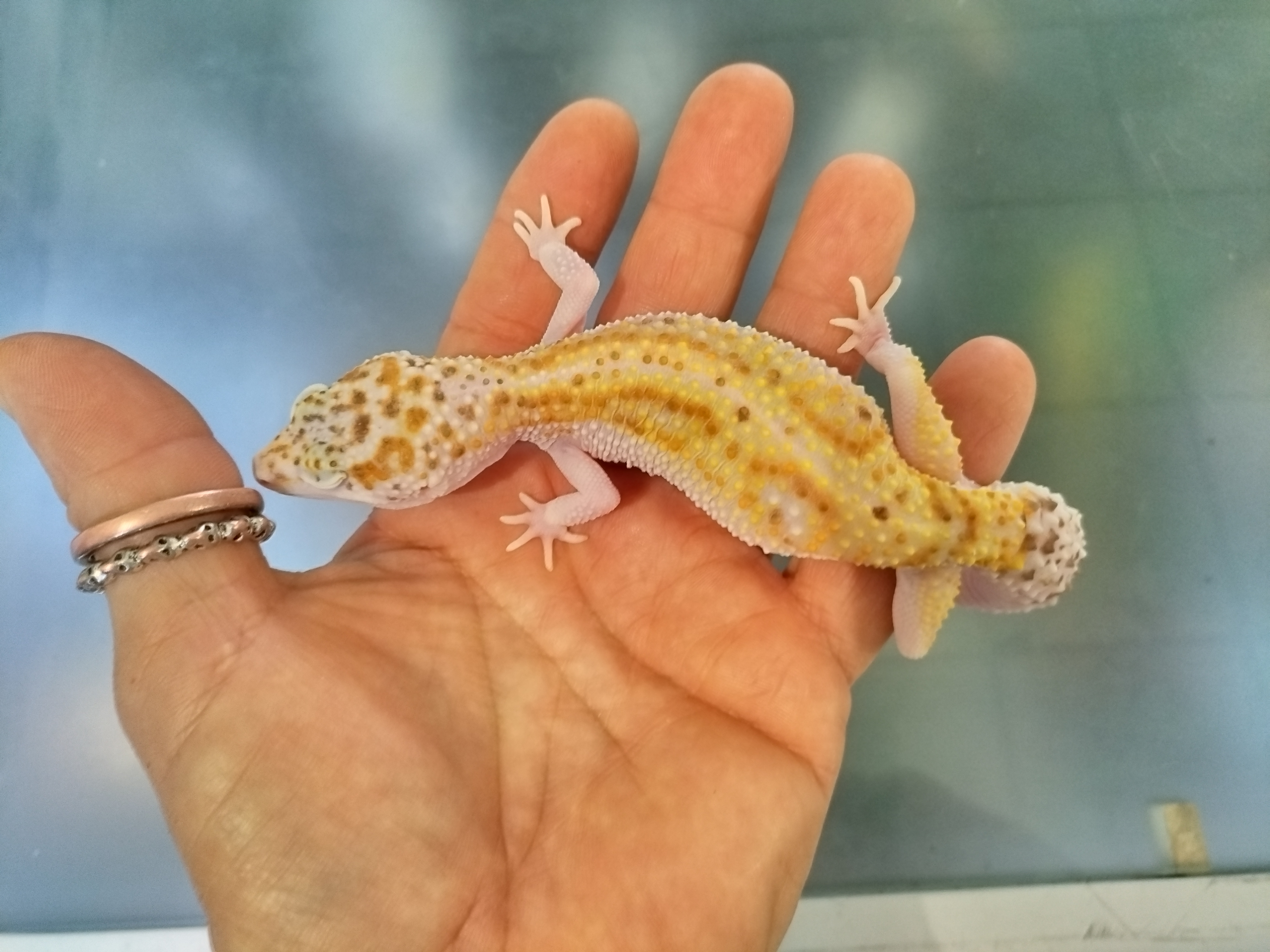 gecko leopardo stripe bell femea