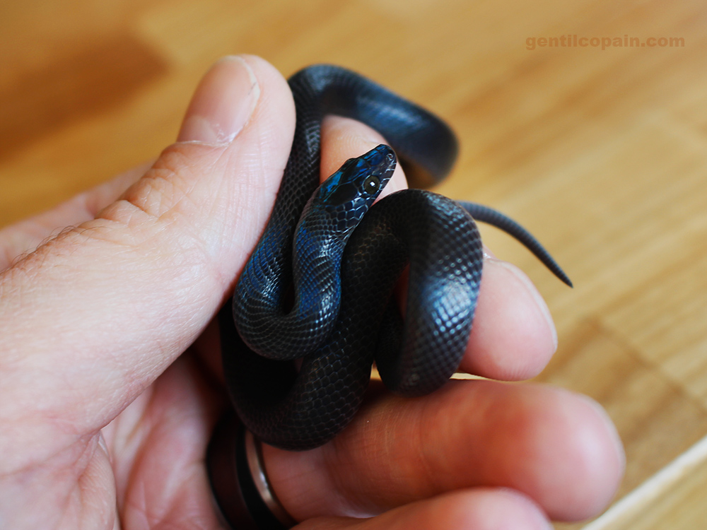 Lamprophis fuliginosus (cobra de casa africana)