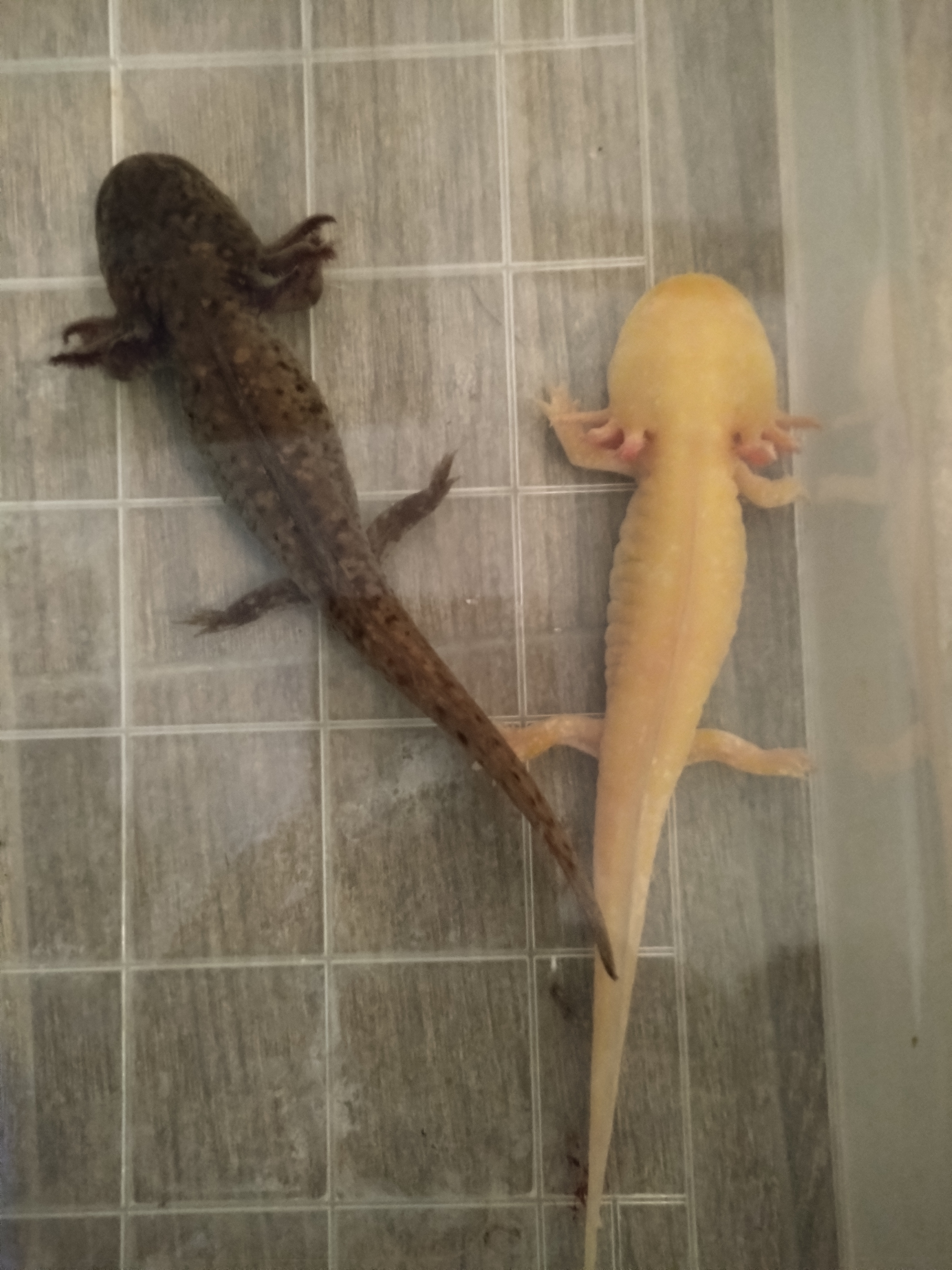 Axolote ambystoma Mexicanum