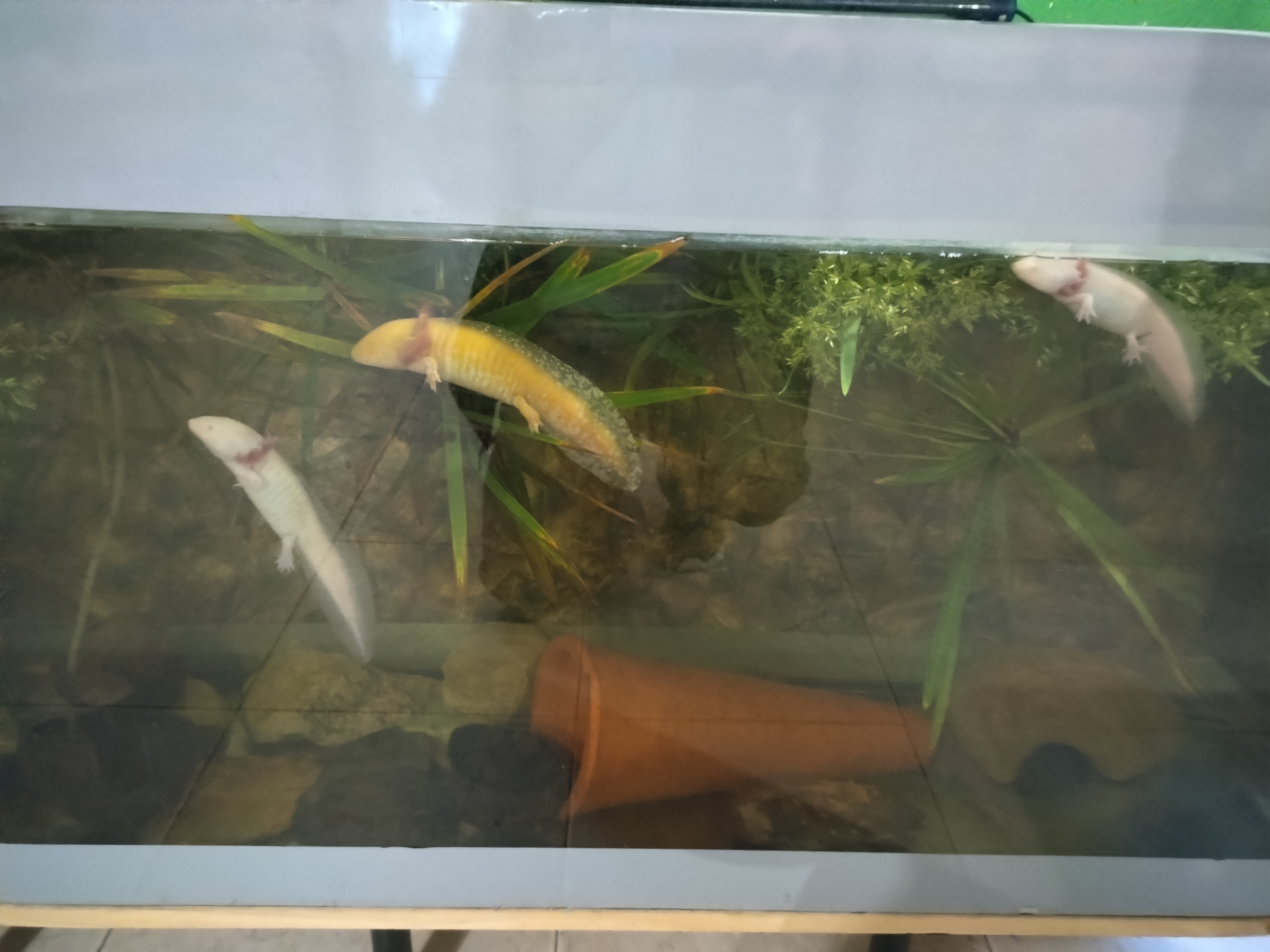 Axolote ambystoma Mexicanum