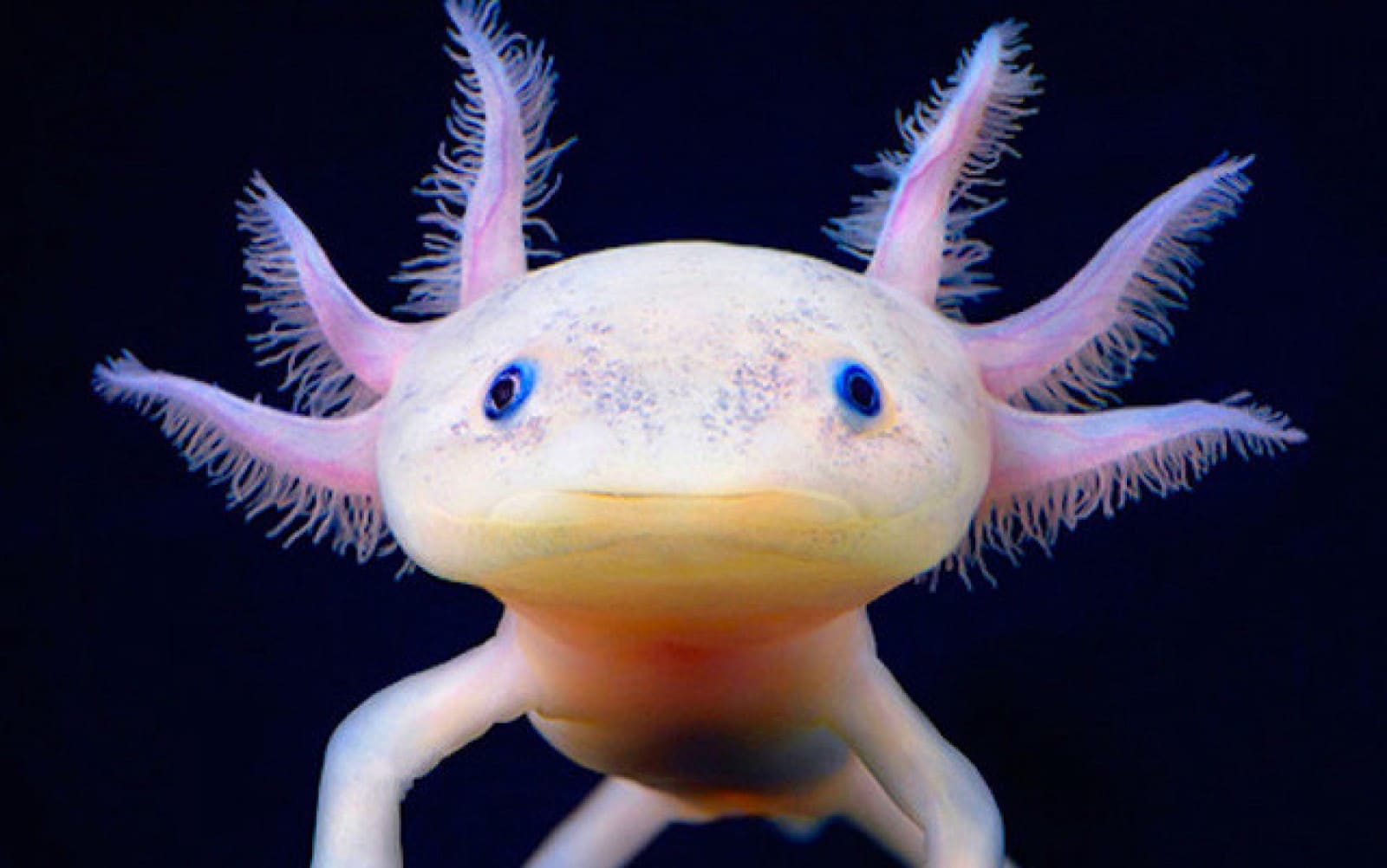 Axolote ambystoma Mexicanum