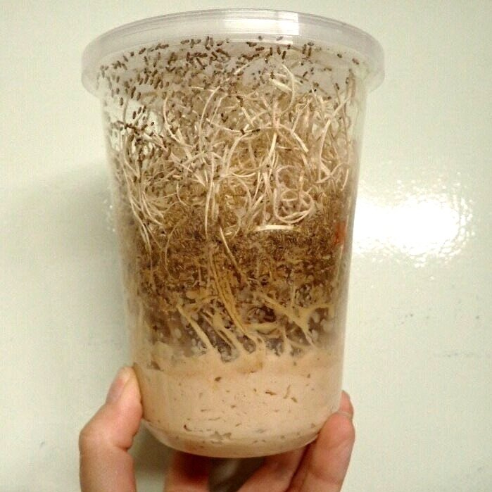 Alimento vivo drosopyla