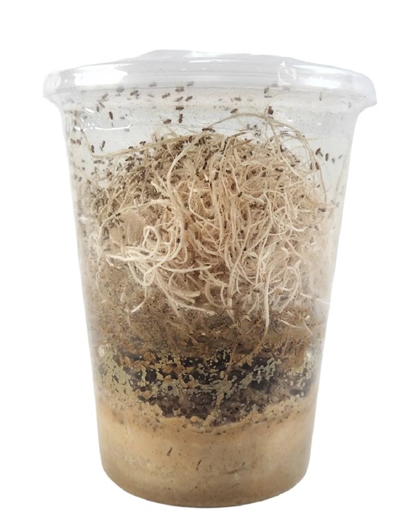 Alimento vivo drosopyla