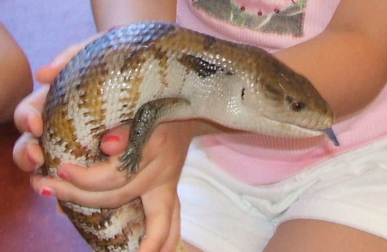 Folha de cuidados tiliqua gigas
