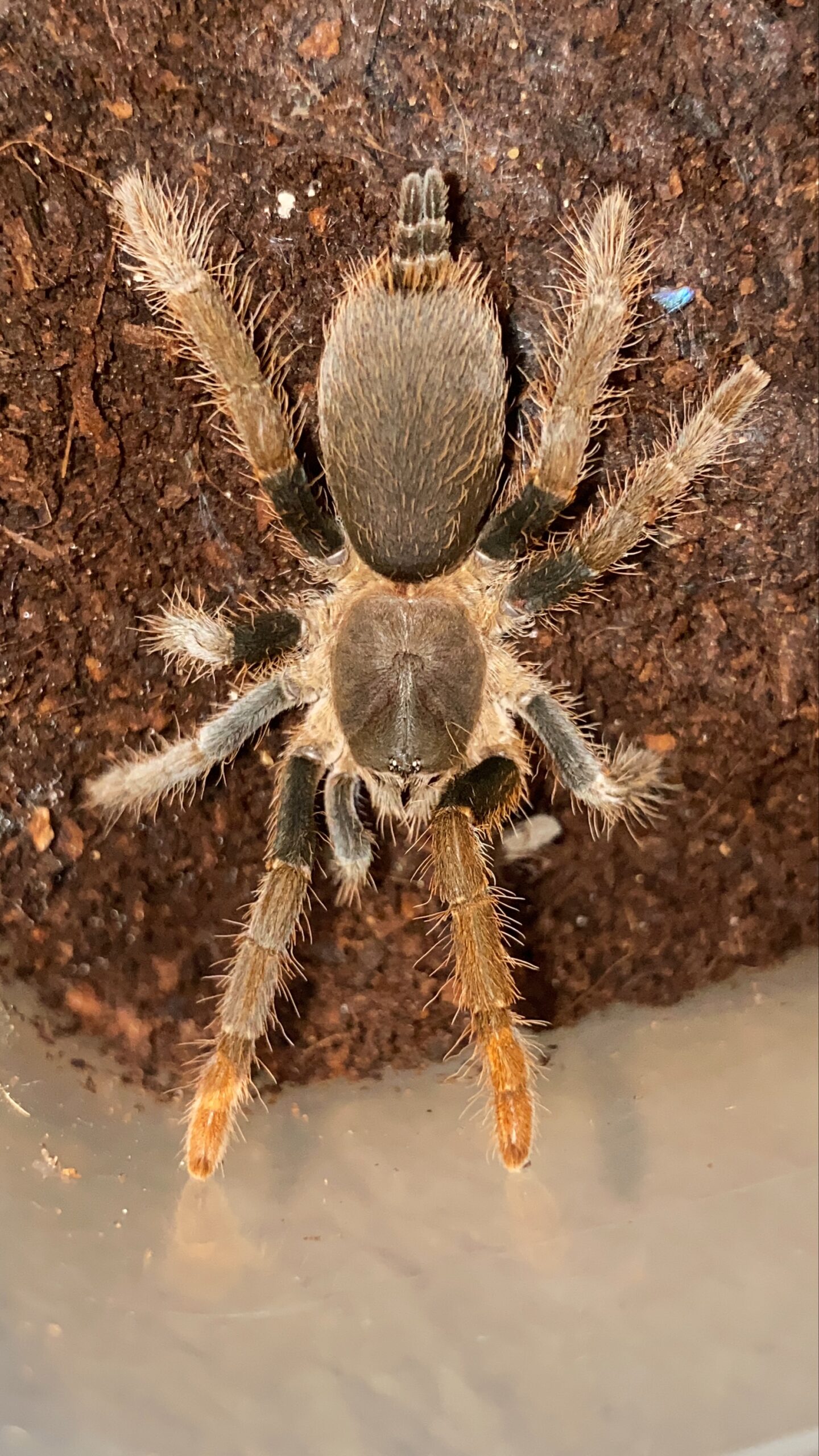 como cuidar da tarantula hysterocrates gigas