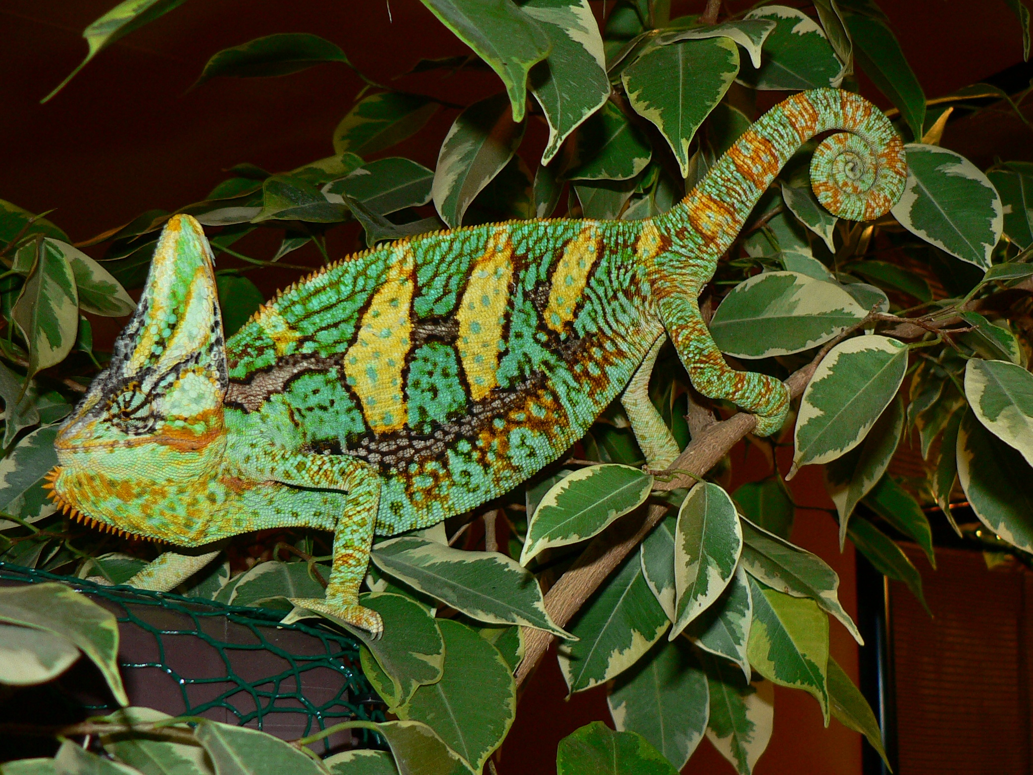 camaleão calyptratus ou camaleão do yemen