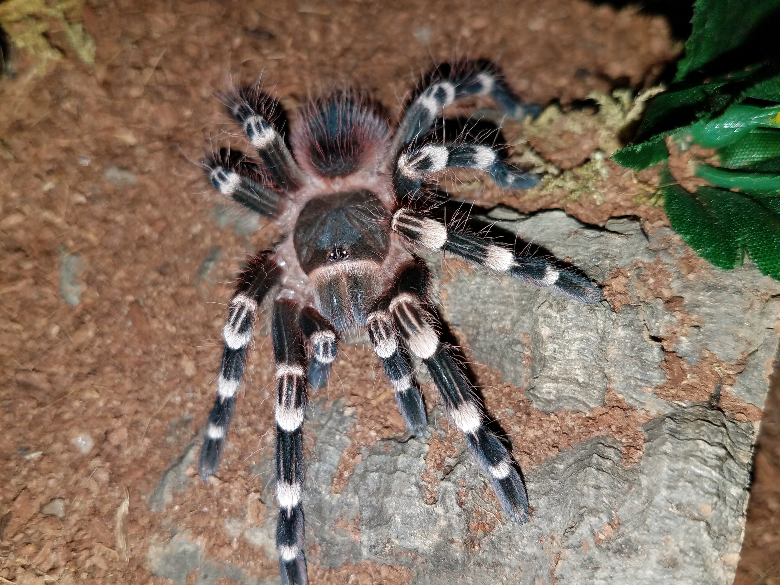 Tarantula Acanthoscuria geniculata